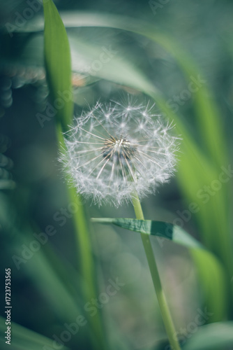 dandelion seed head