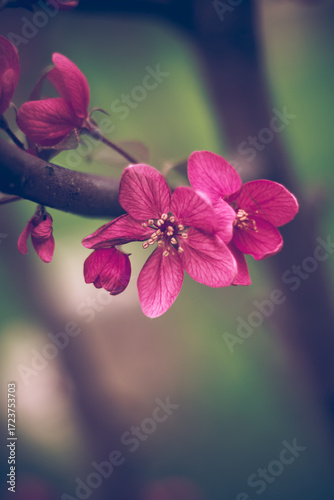 pink flowers in the garden