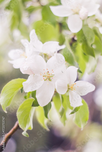 apple tree blossom