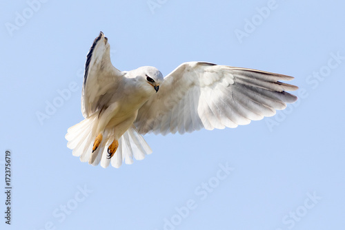 Black-winged Kite or Black-shouldered Kite (Elanus caeruleus) hovering over prey wings open Western Cape, South Africa