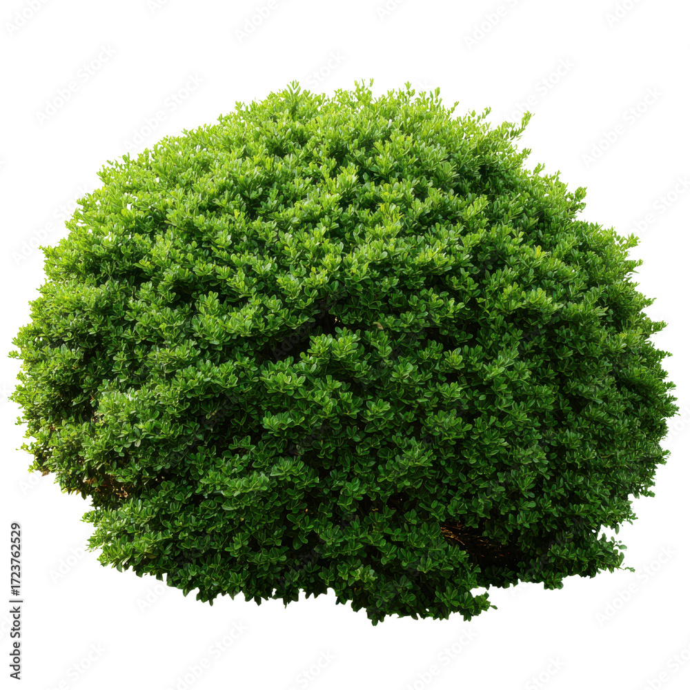 Obraz premium Perfectly round green bush with dense foliage on a transparent background shrub plant, Isolated On White, Png Transparent, Cut Out