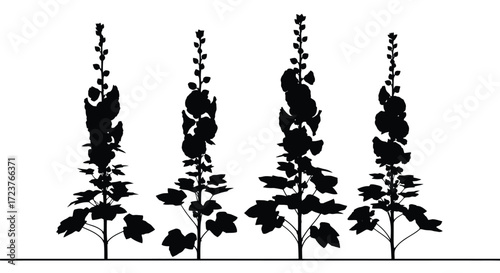 Silhouette of four tall blooming hollyhock flowers standing in a row vector