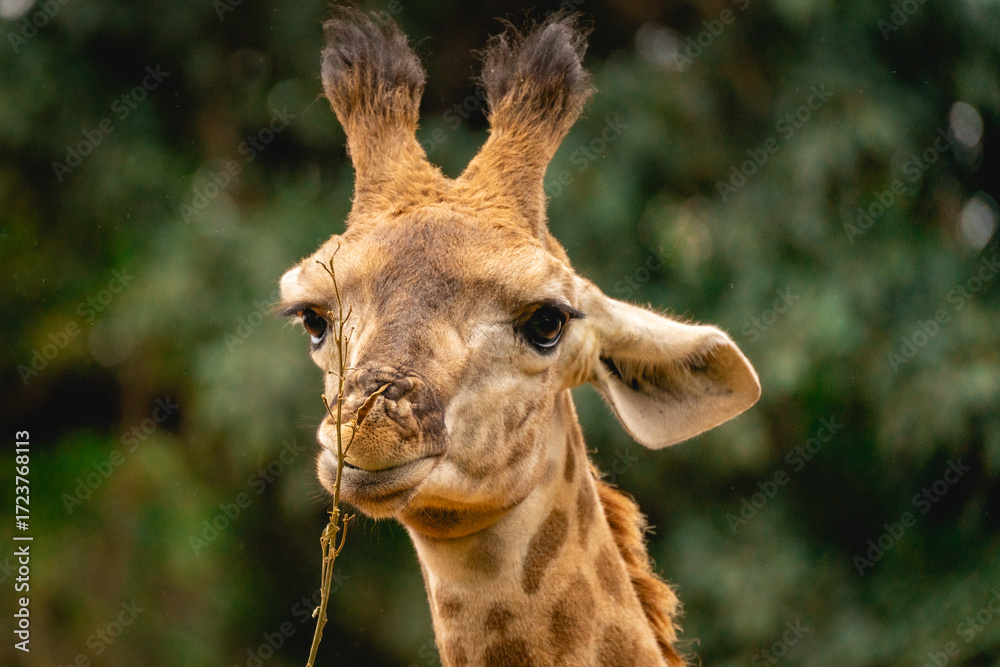 Naklejka premium Close up from a giraffe in the Sao Paulo Zoo, in Brazil