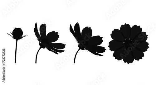 Silhouettes of blooming cosmos flowers showing stages of growth and full bloom vector