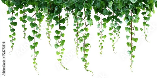 Hanging green foliage cascades downwards against a white background.  Heart-shaped leaves dangle from slender stems