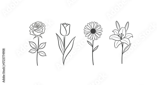 Set of four delicate floral outline drawings rose tulip sunflower lily minimalist line art vector