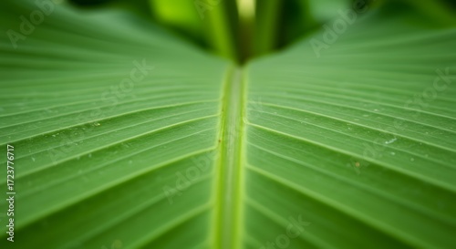 Close up banana leaf veins