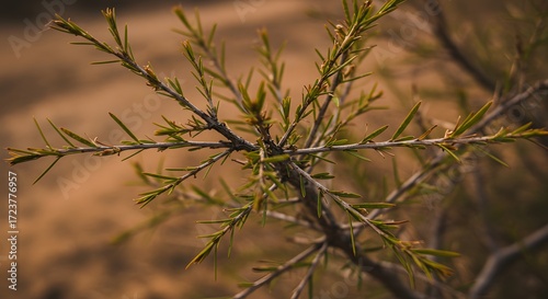 Closeup branch detail