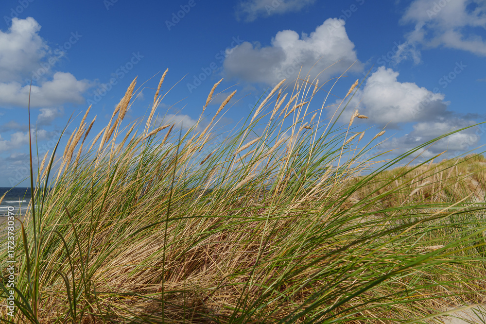 Fototapeta premium Die Nordseeinsel Vlieland