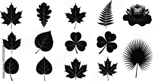 Black Leaf Silhouettes Collection