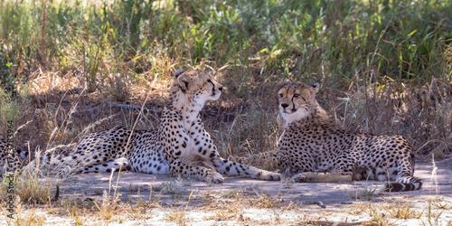 Two Cheetah (Acinonyx jubatus) resting in dry riverbed in summer, Kgalagadi Transfrontier Park, Kalahari, South Africa