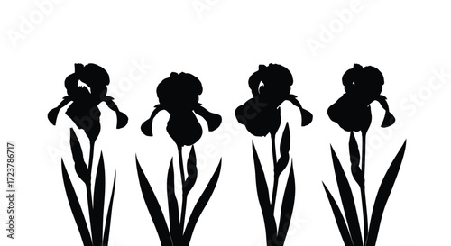 Four silhouetted iris flowers in bloom with stems and leaves on a vector