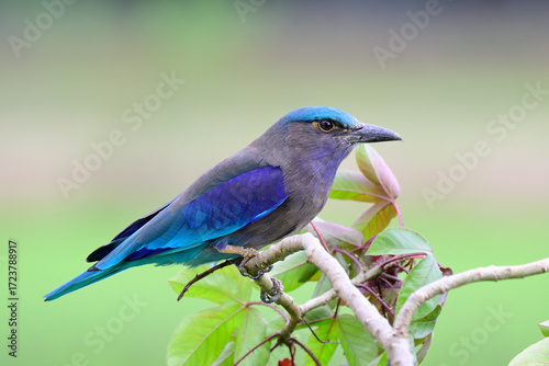 bird in close up, Indochinese Roller, multiple colors in grey, blue and green bird perching on tree branch with feather detials