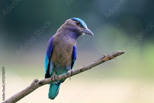 Indochinese Roller, beuatiful grey, blue and green bird perching on tree branch expose over far background, exotic nature