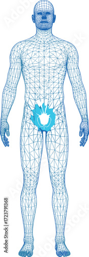 Digital Wireframe Male Anatomy with Highlighted Pelvic Region and Blue Hand Symbol for Medical Awareness and Health Education Concept