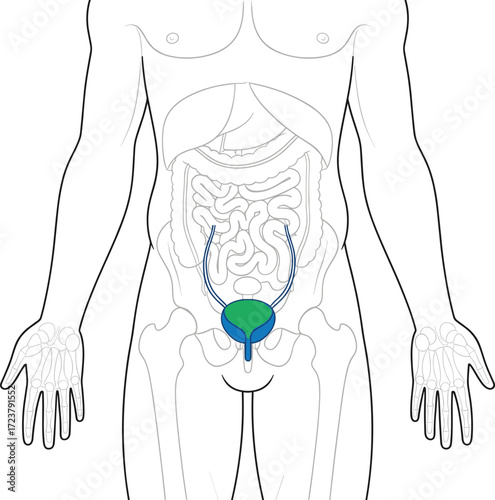 Human Urinary System Medical Illustration Highlighting Bladder, Ureters, and Urethra with Pelvic Skeleton for Anatomy Education and Awareness 