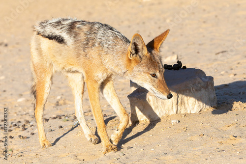 Black-backed jackal, Canis mesomelas, hunting at dawn,  in arid semi-desert, Kalahari, Northern Cape, South Africa
