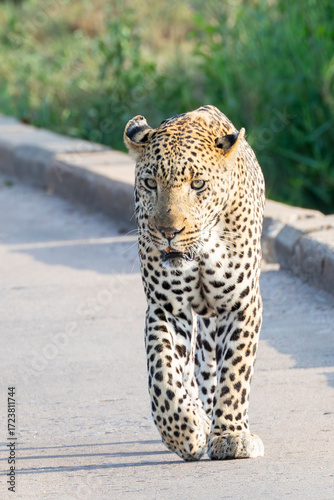 African Leopard (Panthera pardus), walking across low water bridge over river approaching camera, Limpopo, South Africa