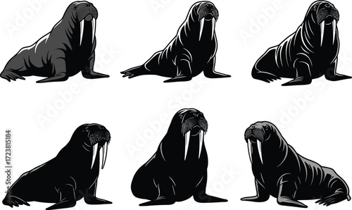 Collection of walrus silhouette and detailed vector illustrations showing marine animal poses, tusks, arctic wildlife design set for nature themes.