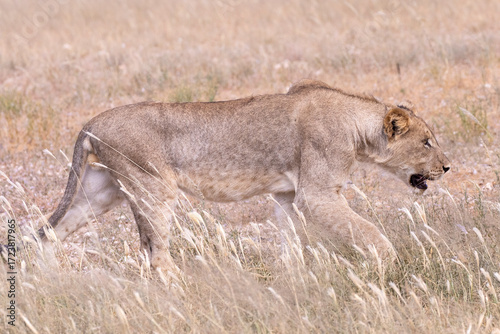 Young Kalahari Lion cub (Panthera leo) practicing hunting skills stalking prey in arid savannah, Kgalagadi Transfrontier Park, Northern Cape, South Africa