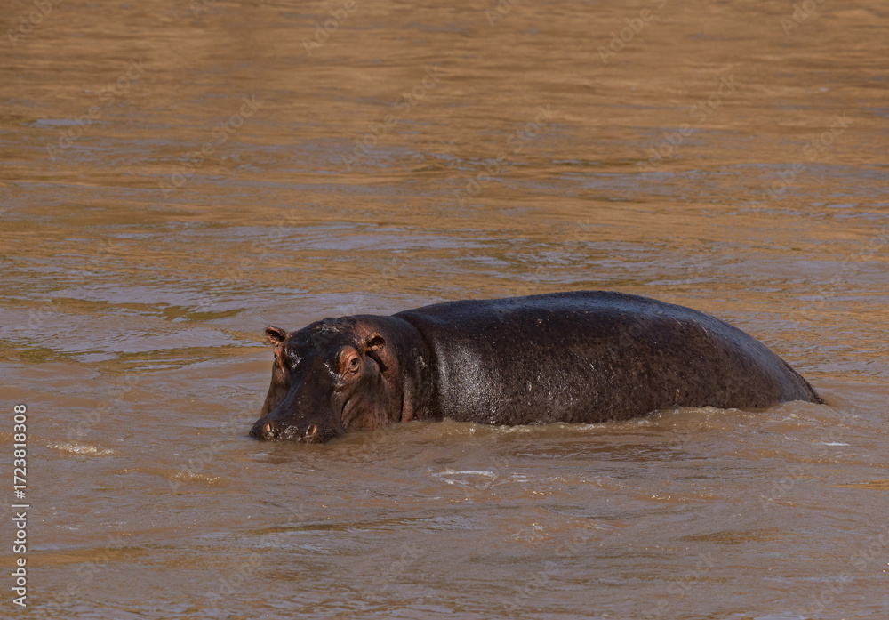 Fototapeta premium Portrait of a Hippopotamus in a river, Masai Mara, Kenya