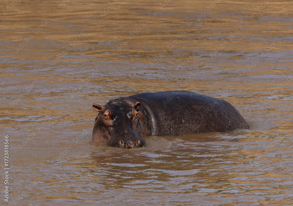 Fototapeta premium Portrait of a Hippopotamus in a river, Masai Mara, Kenya
