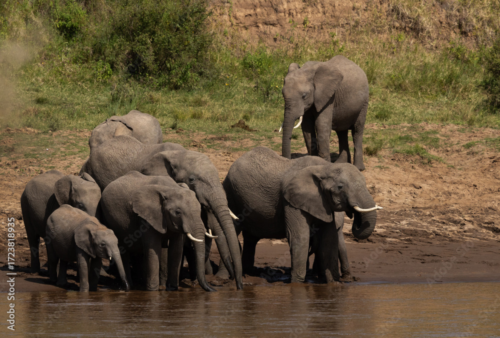Fototapeta premium African elephants drinking water near a river channel at Masai Mara, Kenya