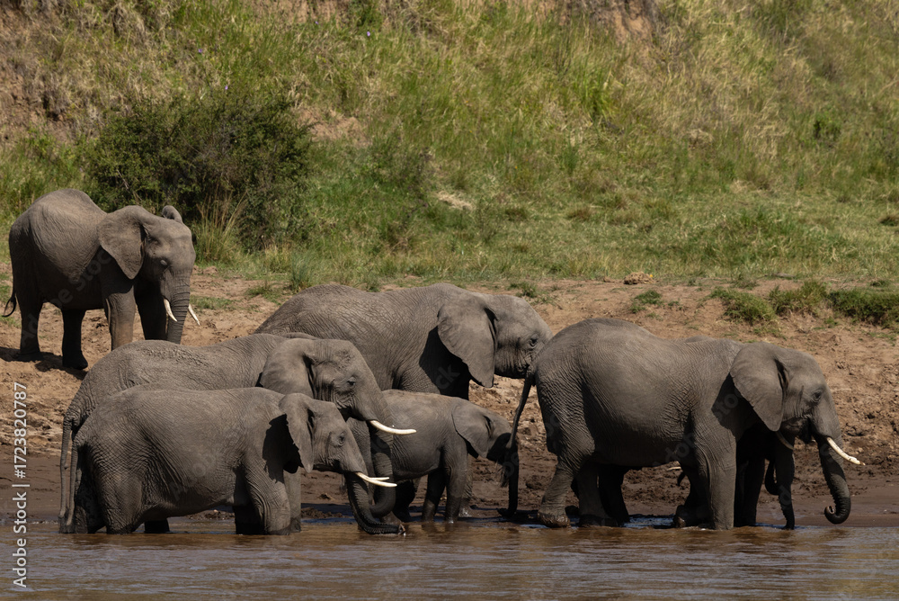 Fototapeta premium African elephants in a river channel at Masai Mara, Kenya