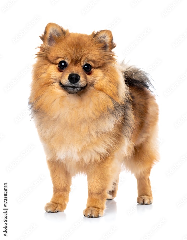 Obraz premium Adorable Pomeranian dog portrait