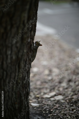 happy little squirrel