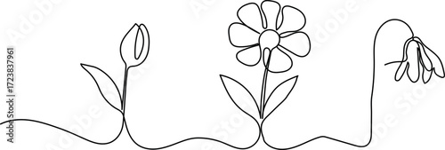 Continuous one-line drawing of a flower life cycle