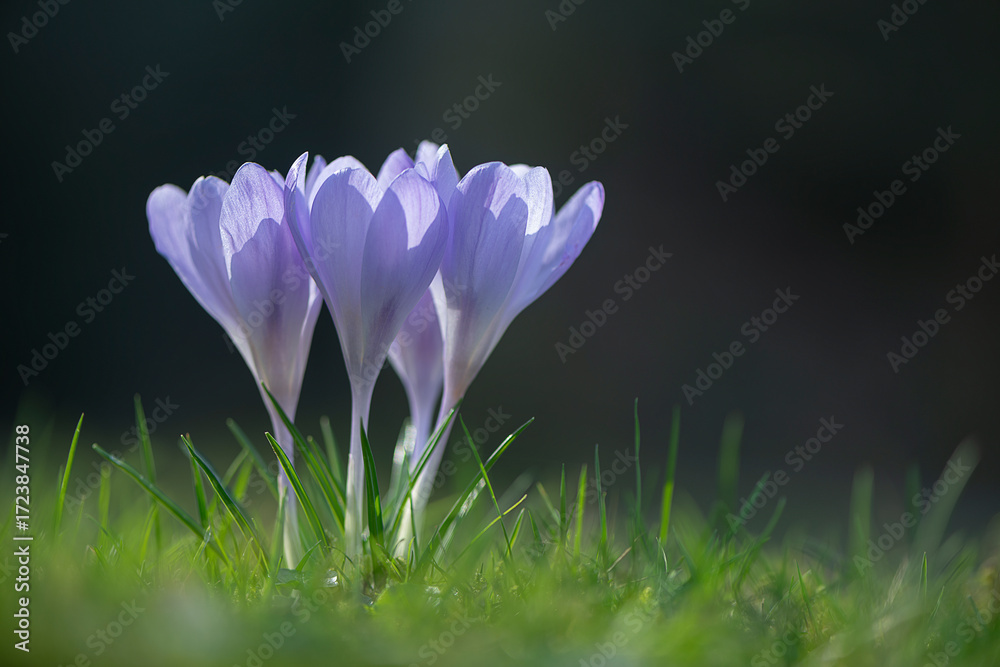 Fototapeta premium Krokusse