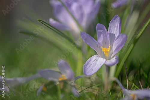 Krokusse