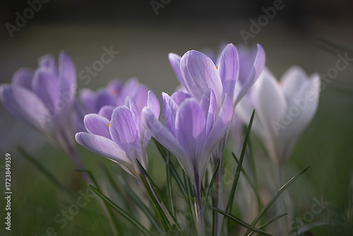 Krokusse