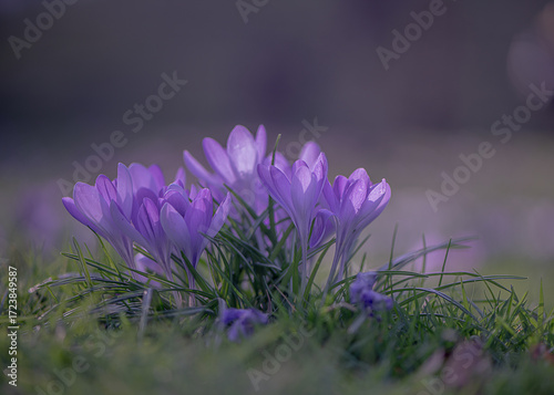 Krokusse