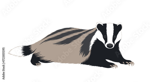An adorable badger laying down on a white background.