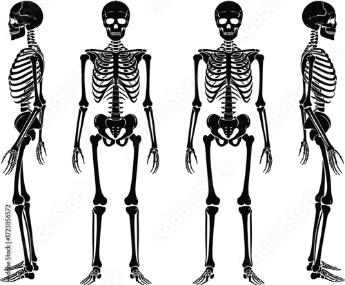 Human skeleton anatomy front and side view, medical bone structure illustration, biology educational diagram, vector skeleton drawing for healthcare design