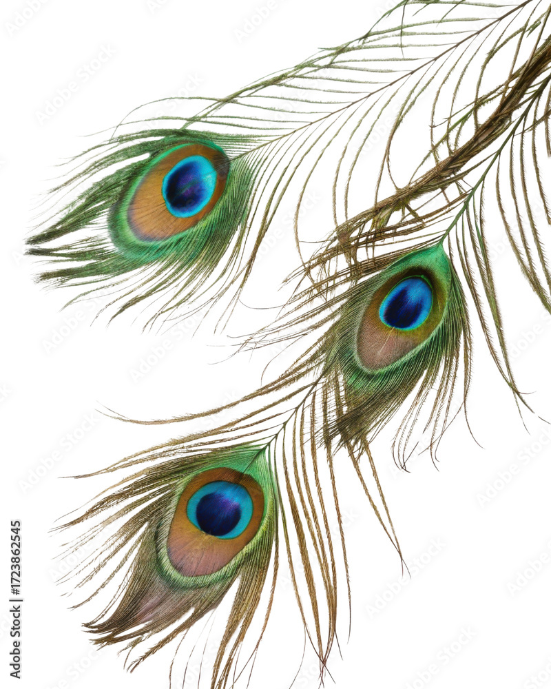 Obraz premium Beautiful peacock feathers with vibrant colors and intricate patterns create stunning visual display. iridescent eyespots add touch of elegance