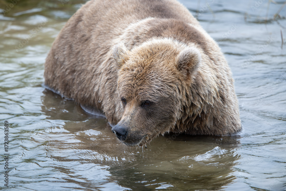 Fototapeta premium Alaskan brown bear fishing for salmon