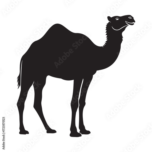camel in the desert