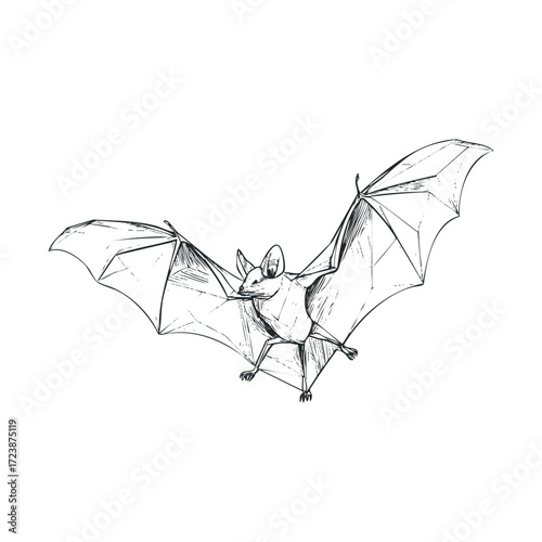  Detailed sketch of a bat flying with wings spread.