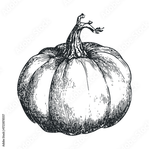 Detailed black and white sketch of a round ribbed pumpkin.