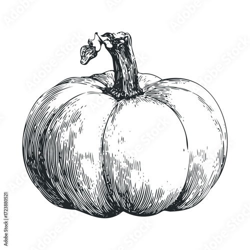 Monochrome, engraved-style sketch of a round pumpkin.