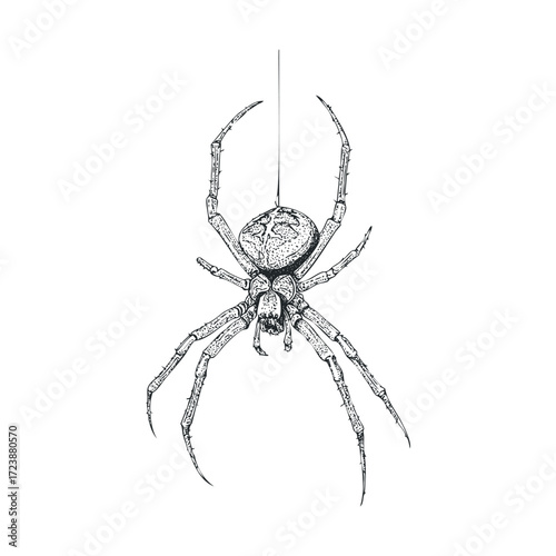 Detailed monochrome drawing of a spider hanging on a thread.
