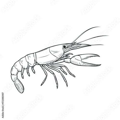 Black and white line drawing of a shrimp or prawn.
