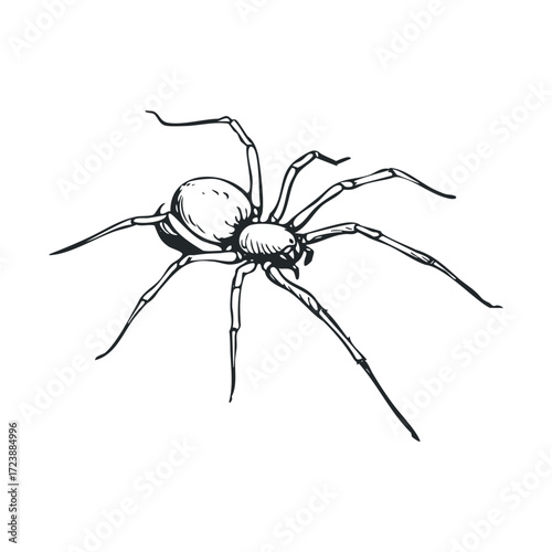 Sketch of a spider with its long, thin legs spread out.