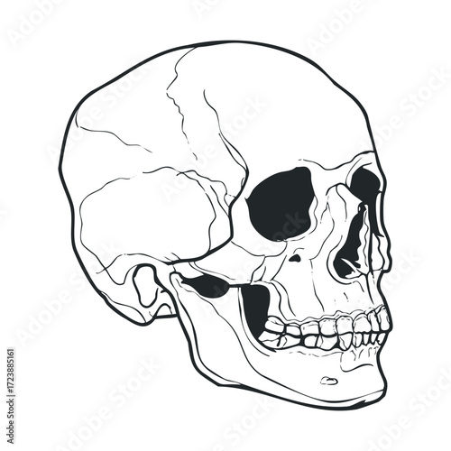 Detailed black and white line drawing of a profile view of a skull.