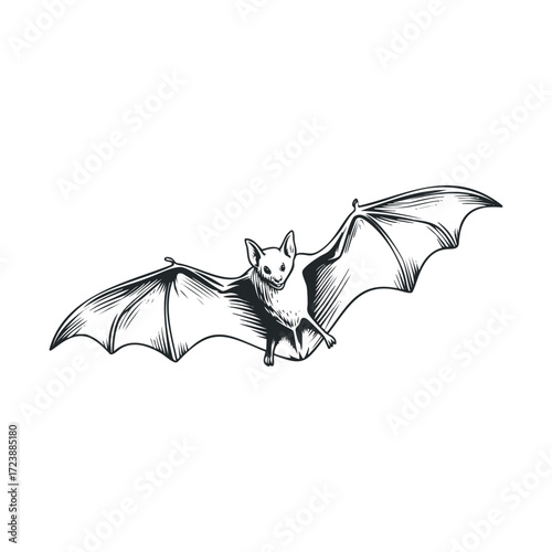 Detailed engraving-style drawing of a flying bat
