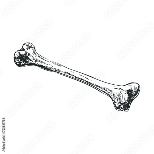 Detailed black and white sketch of a single bone.