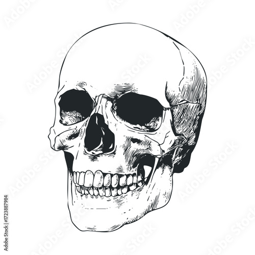 Detailed black and white human skull sketch